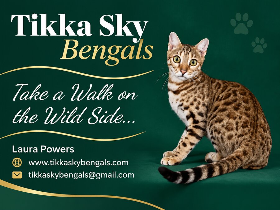 Tikka Sky Bengals - Laura Powers - tikkaskybengals.com