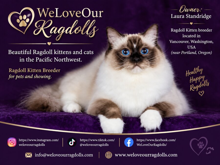 WeLoveOurRagdolls - Laura Standridge - weloveourragdolls.com